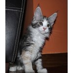 Due Femmine Maine Coon