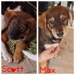 Scott e max Cuccioli Adorabili