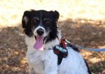 Polly, una Cagnolina Davvero Speciale - Foto n. 2