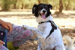 Polly, una Cagnolina Davvero Speciale - Foto n. 3