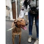 Rex, 12 Mesi, Taglia Media, Grande Giocherellone, Cerca Casa - Foto n. 2