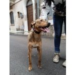 Rex, 12 Mesi, Taglia Media, Grande Giocherellone, Cerca Casa - Foto n. 3