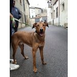 Rex, 12 Mesi, Taglia Media, Grande Giocherellone, Cerca Casa - Foto n. 4