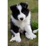 Cuccioli Border Collie