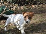 Cuccioli jack Russell