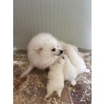 Cuccioli di Volpino Italiano - Foto n. 2