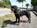 Aaron Cucciolone Rottweiler di solo 17 Mesi - Foto n. 2