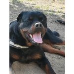 Aaron Cucciolone Rottweiler di solo 17 Mesi - Foto n. 3