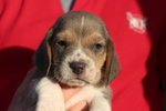 Dolci Cuccioli di Beagle - Foto n. 2