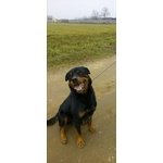 Tyson 6 anni rottweiler in adozione