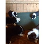 Vendesi Splendidi Cuccioli di Border Collie - Foto n. 4