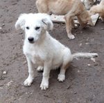 Incroci Golden Retriever, Brillo e Jessy, 4 Mesi, un Appello e una foto per Regalare un Futuro a Que