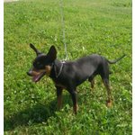 Rudy, Pinscher di 5 Anni, con L’arrivo Della Cicogna, per lui non c'e' piu' Posto, non lo Vogliono P