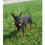 Rudy, Pinscher di 5 Anni, con L’arrivo Della Cicogna, per lui non c'e' piu' Posto, non lo Vogliono P - Foto n. 2