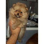 Cuccioli di Spitz nano / Volpino di Pomerania