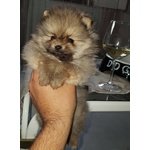 Cuccioli di Spitz nano / Volpino di Pomerania - Foto n. 2