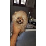 Cuccioli di Spitz nano / Volpino di Pomerania - Foto n. 3