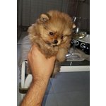 Cuccioli di Spitz nano / Volpino di Pomerania - Foto n. 4