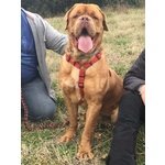 Adotta Dogue de Bordeaux di un anno e Mezzo - Foto n. 2