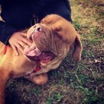 Adotta Dogue de Bordeaux di un anno e Mezzo - Foto n. 4