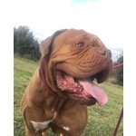 Adotta giovane Dogue de Bordeaux