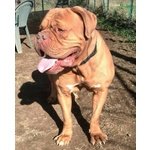 Adotta Giovane Dogue de Bordeaux - Foto n. 2