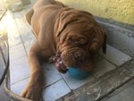 Adotta Giovane Dogue de Bordeaux - Foto n. 3