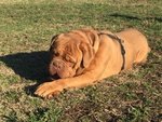 Adotta Giovane Dogue de Bordeaux - Foto n. 4