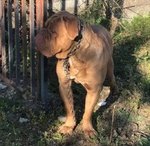 Adozione Imponente Dogue de Bordeaux Maschio