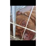 Adozione Imponente Dogue de Bordeaux Maschio - Foto n. 2