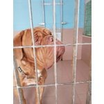 Adozione Imponente Dogue de Bordeaux Maschio - Foto n. 3