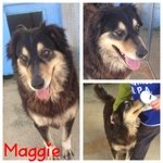 Maggie Cagnolina Incrocio Collie