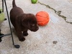 Cuccioli di Labrador Retriever Cioccolato e Neri - Foto n. 2