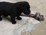 Cuccioli di Labrador Retriever Cioccolato e Neri - Foto n. 3