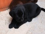 Cuccioli di Labrador Retriever Cioccolato e Neri - Foto n. 5