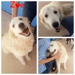 Zoe Incrocio Golden Retriever