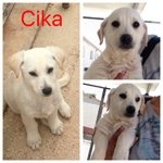 Cika Cucciola Deliziosa