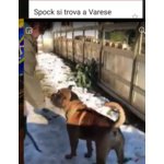 Spock, Splendido Cucciolone bull Mastiff in Cerca di Famiglia - Foto n. 7