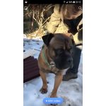 Spock, Splendido Cucciolone bull Mastiff in Cerca di Famiglia - Foto n. 9