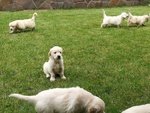 Cuccioli di Golden Retriever