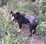 Bella, Incrocio pit Bull/amstaff, 7 Mesi, Dolcissima, Dalla Sicilia Verso Bergamo in Cerca di una Ca - Foto n. 1