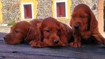 SETTER iRLANDESE CUCCIOLI