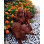 Setter Irlandese Cuccioli - Foto n. 2