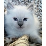 Cuccioli Ragdoll con Pedigree