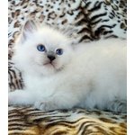 Cuccioli Ragdoll con Pedigree - Foto n. 3