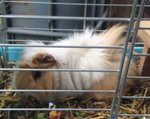 Dolcissimo Cucciolo di Cavia e Peruviana e il suo papà Cercano casa !!!