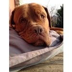 Adotta Dolcissimo Dogue de Bordeaux