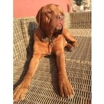 Adotta Dolcissimo Dogue de Bordeaux - Foto n. 2