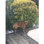 Adotta Dolcissimo Dogue de Bordeaux - Foto n. 4