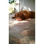 Adotta Bellissima Dogue de Bordeaux - Foto n. 1